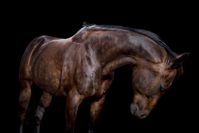 Horse photography By Tim Flach