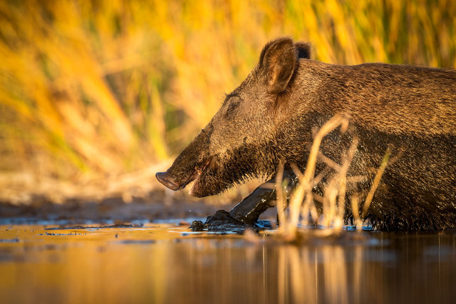 A wild boar is seen in the swamps in Kocacay Delta, located in Karacabey district of Bursa, Turkiye on August 27, 2024. Swamps in the area support a wide range of biodiversity, including birds, reptiles, mammals, and plants. (Photo by Alper Tuydes/Anadolu via Getty Images)