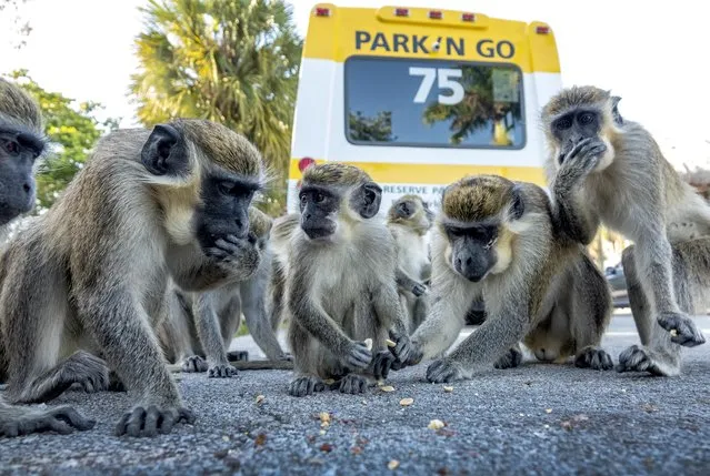 Vervet monkeys eat in a parking lot near the Fort Lauderdale-Hollywood International Airport in Dania Beach, Florida, USA, 10 May 2022. Over 40 descendants of smallish vervets, escaped from now closed breeding facility, are living within 1,500 acres around the Fort Lauderdale-Hollywood International airport. The Dania Beach Vervet Project is an organization established in 2016 with the purpose of promote the conservation, and education about the local free ranging vervet monkeys in Dania Beach, Florida. (Photo by Cristobal Herrera-Ulashkevich/EPA/EFE)