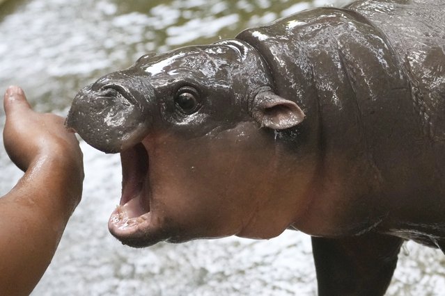 Two-month-old baby hippo Moo Deng plays with a zookeeper in the Khao Kheow Open Zoo in Chonburi province, Thailand, Thursday, September 19, 2024. (Photo by Sakchai Lalit/AP Photo)