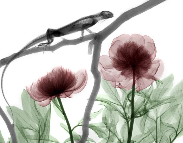 Coloured X-ray of an iguana and peonies. A physicist has used X-ray to create an extraordinary collection of artwork. Arie van't Riets pictures reveal birds, fish, monkeys and flowers in an incredible new light. The 66-year-old, from Bathmen in the Netherlands, began X-raying flowers as a means to teach radiographers and physicians how the machine worked. But after adding a bit of colour to the pictures, the retired medical physicist realised the potential for an exciting new collection of art. (Photo by Arie van't Riet/Barcroft Media)