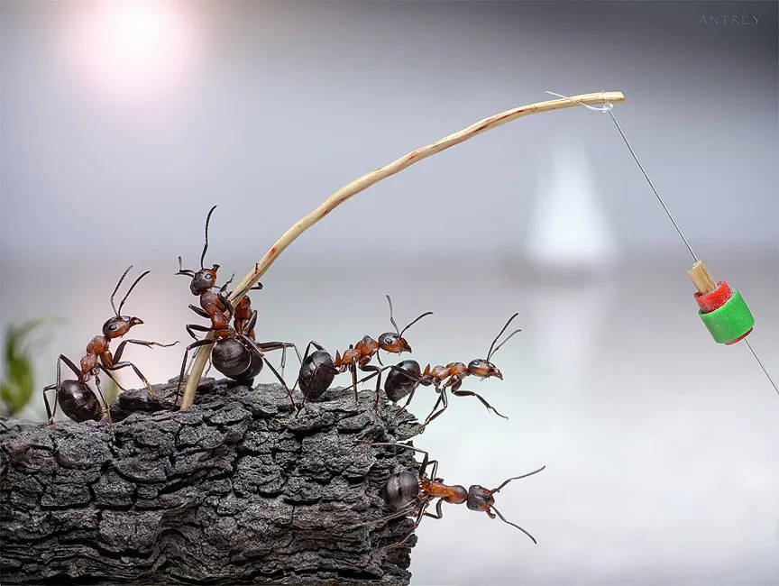 Natural Ant Photography by Andrey Pavlov Part 1