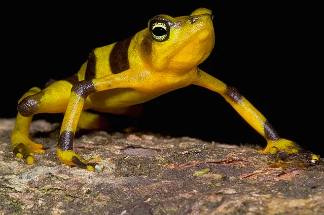 The golden harlequin toad has vanished from the wild, and only a small number live on in captivity. A fungus caused them, and many other amphibians, to die out in their home in Central America. (Photo by Danté Fenolio/The Guardian/Johns Hopkins University Press)