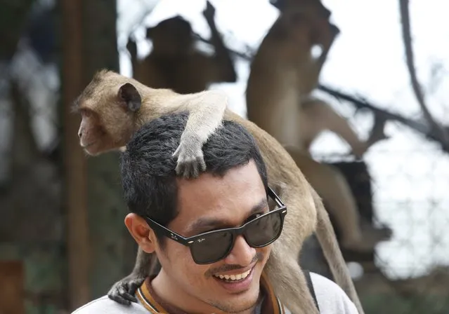 A monkey on a man's head at the viewpoint of Wat Khao Takiab temple, before Thai National Park officials caught them for sterilization in a bid to control the birth rate of the monkey population in Hua Hin city, Prachuap Khiri Khan Province, Thailand, 15 July 2017. (Photo by Narong Sangnak/EPA/EFE)