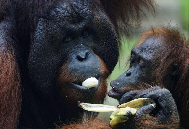 Bornean orangutans share food during feeding time at a rehabilitation center, in Sepilok, Malaysia on August 17, 2024. (Photo by Hasnoor Hussain/Reuters)