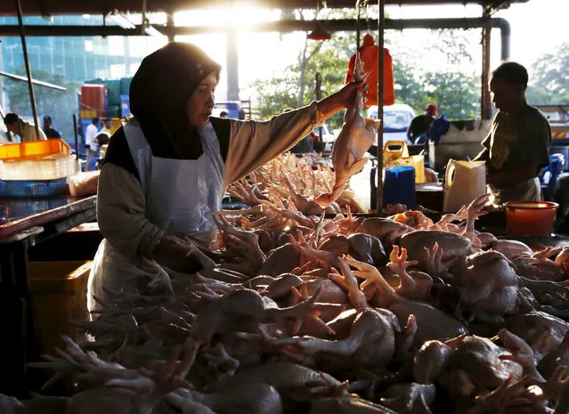 A trader looks at chickens for sale at a meat market in Kuala Lumpur, Malaysia, January 7, 2016. (Photo by Olivia Harris/Reuters)