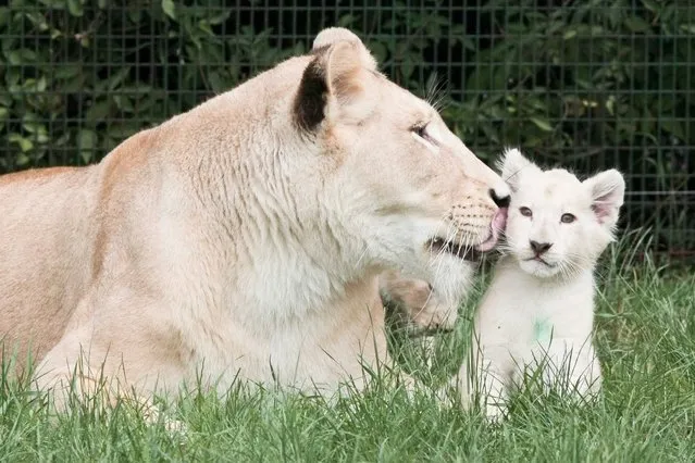 A female white lion cleans one of her cubs in their outdoor enclosure at the Zoo Safari in Swierkocin, near Gorzow Wielkopolski, Poland, 27 June 2016. Four white lion cubs were born in March 2016. (Photo by Lech Muszynski/EPA)