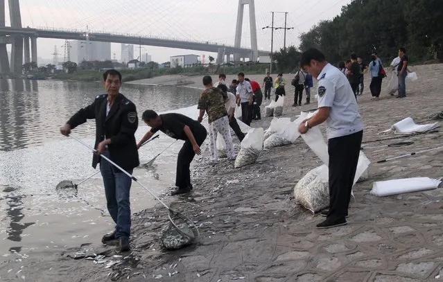 Workers remove dead fish from the Haihe river at Binhai new district in Tianjin, China, August 20, 2015. (Photo by Reuters/Stringer)
