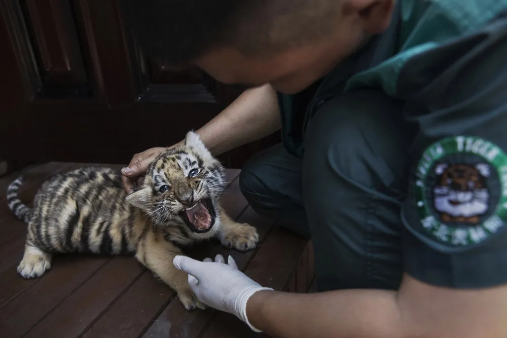 China's Siberian Tiger Farm