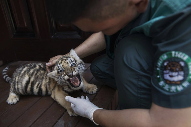 A trainer feeds baby Siberian tiger at the Heilongjiang Siberian Tiger Park on July 5, 2017 in Harbin, northern China. The center is one of two Siberian tiger parks in the Chinese province of Heilongjiang, about 500 kilometers (300 miles) from the border with Russia.  It is considered the world's largest for breeding the Siberian, or Amur, tiger which is listed as endangered by the World Wildlife Federation.  As many as 540 are known to exist.  The Harbin center opened in 1986 and claims an 80-percent survival rate among the 100 or so cubs born in captivity every year, though a government plan reveals it could be another decade before the program actually releases a tiger to the wild. In 1996, it opened to the public as a commercial park allowing tourists on safari buses to view its 600 tigers in an open range area meant to simulate their natural habitat. Customers pay extra to throw live chickens or ducks to the tigers to eat, or to hold a tiger cub. Critics regard the park as a large-scale breeding farm, where tigers are kept in unnatural conditions and unable to hunt to survive. Despite a longstanding government directive, some facilities in China have been accused of trading products made from tiger parts, including “wine” made by soaking tiger bones in alcohol. The park divides the tigers among different areas in the park according to age and seniority, and cubs begin “wilderness training” when they are three to four months old. Wildlife experts say inbreeding and natural habitat destruction pose the greatest risk to the Siberian or Amur tiger subspecies. (Photo by Kevin Frayer/Getty Images)