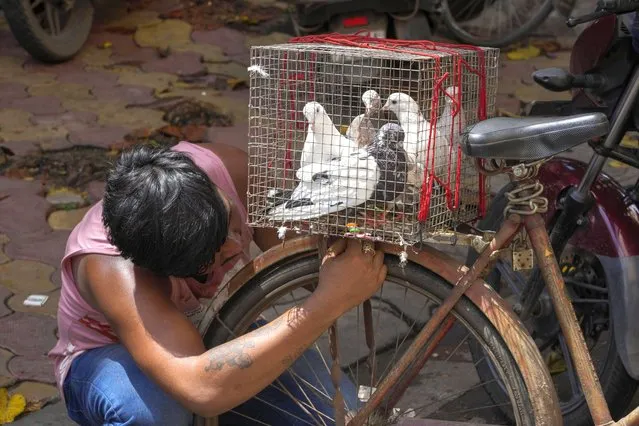 A man ties up a cage filled with pigeons, bought from a weekly market on his bicycle in Kolkata, India, Sunday, July 17, 2022. (Photo by Bikas Das/AP Photo)