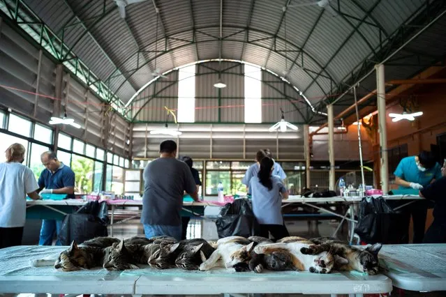 Stray cats are sedated as they prepare before sterilization at a temple in Samut Prakan on the outskirts of Bangkok, Thailand on July 20, 2022. (Photo by Athit Perawongmetha/Reuters)