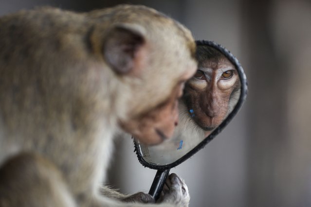 A long-tailed macaque looks into a motorbike's side mirror near Phra Prang Sam Yot temple, before officials started capturing monkeys in Lopburi, Thailand, on February 3, 2024. (Photo by Chalinee Thirasupa/Reuters)