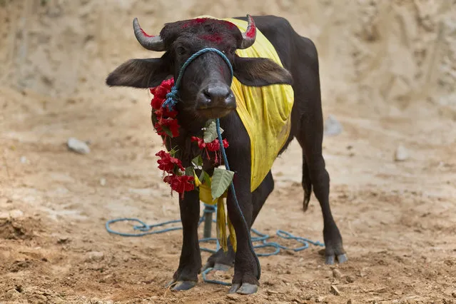In this Thursday, September 28, 2017 photo, a buffalo calf stands festooned in colorful decorations, before being sacrificed at a temple of Hindu goddess Durga at Rani village on the outskirts in Gauhati, Assam state, India. (Photo by Anupam Nath/AP Photo)