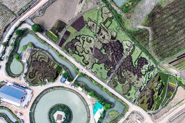 A drone view shows dragon and cat figures created by Thunyapong Jaikum, a Thai farmer and artist,  in rice fields in Chiang Rai province, north of Thailand, on January 11, 2025. (Photo by Artorn Pookasook/Reuters)