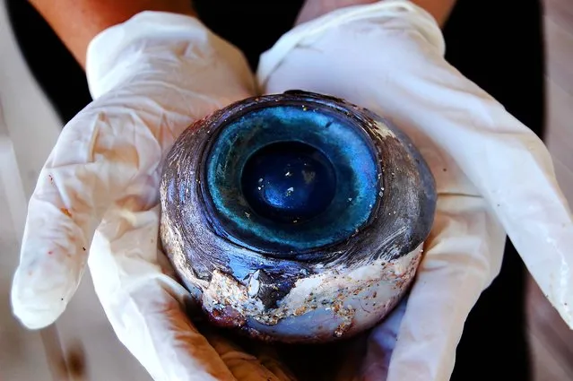 A giant eyeball from a mysterious sea creature washed ashore and was found by a man walking the beach in Pompano Beach on October 11, 2012. No one knows what species the huge blue eyeball came from. The eyeball will be sent to the Florida Fish and Wildlife Research Institute in St. Petersburg to be examined. (Photo by Carli Segelson/Florida Fish and Wildlife Conservation Commission)