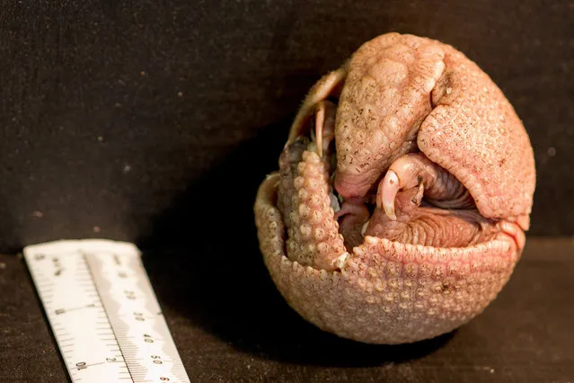 Edinburgh Zoo is proud to introduce this baby three-banded armadillo Rica who was born to mum Rio and dad Rodar in Edinburgh, Scotland, UK on Sunday 24 August 2014. (Photo by SWNS/ABACAPress)