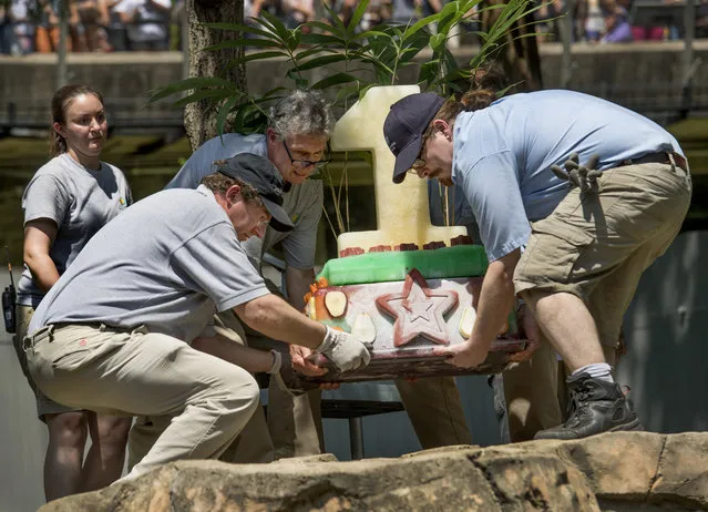 Zoo officials set out a birthday cake for the Giant panda cub as the Zoo celebrates the first birthday of Bei Bei at the Smithsonian National Zoo in Washington, DC on August 20, 2016.  The zoo invited the public to the celebration which included a Chinese Zhuazhou, a traditional ceremony, where several symbolic objects are placed in front of the baby or in this case, the panda. The object that the panda chooses foretells something about his or her future. Bei Bei had three banners with painted symbols placed in his yard. (Photo by Linda Davidson/The Washington Post)