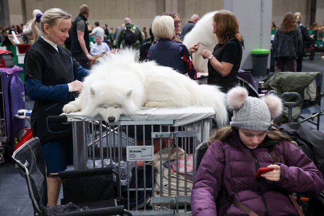 A Samoyed is groomed during the final day of the Crufts dog show in Birmingham, Britain, on March 9, 2025. (Photo by Temilade Adelaja/Reuters)
