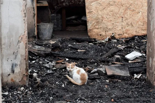 A cat sits in the remains of the  destroyed house of Vadym Zherdetsky in the village of Moshun, outside Kyiv, Ukraine, Friday, November 4, 2022. (Photo by Andrew Kravchenko/AP Photo)