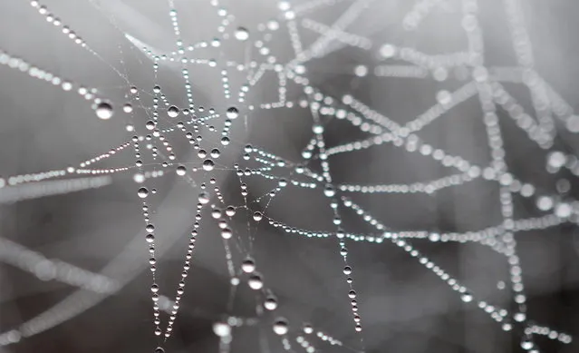 Morning dew hangs in a spider's web on November 14, 2012 in Seeburg, western Germany. Meteorologists forecast sinking temperatures and cloudy sky for the region. (Photo by Julian Stratenschulte/AFP Photo)