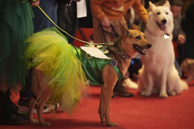 Dogs take part in a pet fashion competition at the Pet Expo 2025, a pet show in Bucharest, Romania, Sunday, March 23, 2025. (Photo by Vadim Ghirda/AP Photo)