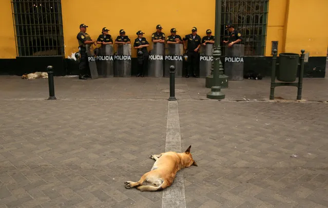A dog rests on the pavement as Peruvian police guard near the Government Palace in Lima, Peru, December 15, 2017. (Photo by Mariana Bazo/Reuters)