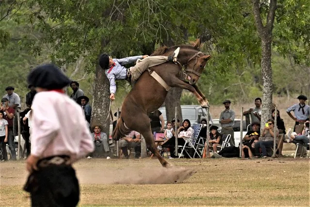A gaucho falls from a colt at a rodeo exhibition during the 83rd Tradition Festival in San Antonio de Areco, Argentina, on November 12, 2022. The celebration aims to preserve gaucho traditions. A gaucho is described as a country man, nomadic horseman and cowboy of the Argentine pampas. Is recognized for his skill in mastering the horse, raising and hunting wild cattle, in addition to his technique for the preservation and zason of one of the best meats in the world. (Photo by Luis Robayo/AFP Photo)