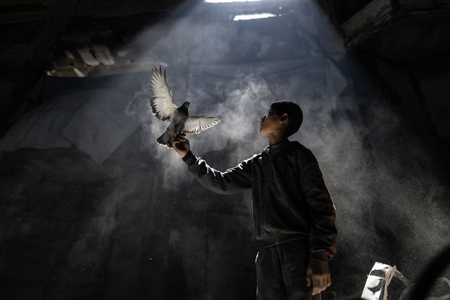 Arafat al-Qafarna, one of the Palestinian children displaced by Israeli attacks in the Gaza Strip, spends his time playing with a pigeon at the large conference hall of the Islamic University, which has been turned into a temporary shelter, in Gaza City, Gaza on April 20, 2025. Arafat, who migrated with his family from the northern city of Beit Hanoun, is living with the birds he brought from his home and has been feeding for some time. (Photo by Mahmoud Abu Hamda/Anadolu via Getty Images)