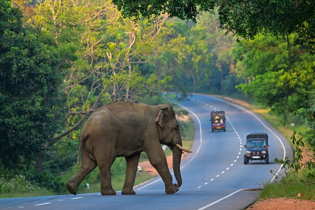 A wild elephant crosses a road in Habarana, Sri Lanka on February 20, 2024. (Photo by Ishara S. Kodikara/AFP Photo)