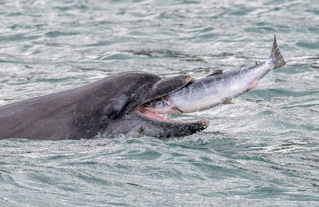 A dolphin was spotted in New Quay Bay on the west coast of Wales, UK feeding on a salmon on Saturday afternoon, May 24, 2025. Marine zoologist Sarah Michelle Wyer took the photo while working as a wildlife guide for Dolphin Spotting Boat Trips. (Photo by Sarah Michelle Wyer/Picture Exclusive)