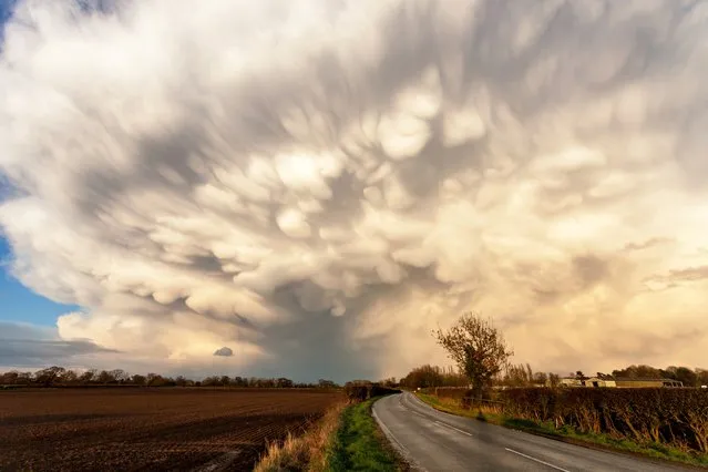 Storm clouds over Yorkshire by Mat Robinson. “This image was taken on a journey back to York after a miserable weekend in the Midlands. Having followed this storm and been temporarily underneath it over the 80 miles up the A1, we finally found ourselves following it, with the setting sun illuminating the mammatus clouds on its back edge. This was taken at the first layby we found on between Tadcaster and York, away from the A64, with the sweep of the road acting as a guide for the eye towards the centre of the storm. How could you not grab the camera from the boot and photograph this scene? ”. (Photo by Mat Robinson/Weather Photographer of the Year 2016)
