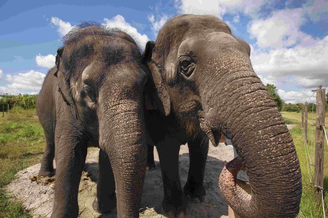 Icky (L) and Alana, both Asian elephants, stand in their pen at the Ringling Bros. and Barnum & Bailey Center for Elephant Conservation in Polk City, Florida September 30, 2015. At a Florida retirement home for former circus elephants, residents enjoy a steady diet of high-quality hay and local fruits and vegetables, as well as baths and occasional walks. (Photo by Scott Audette/Reuters)
