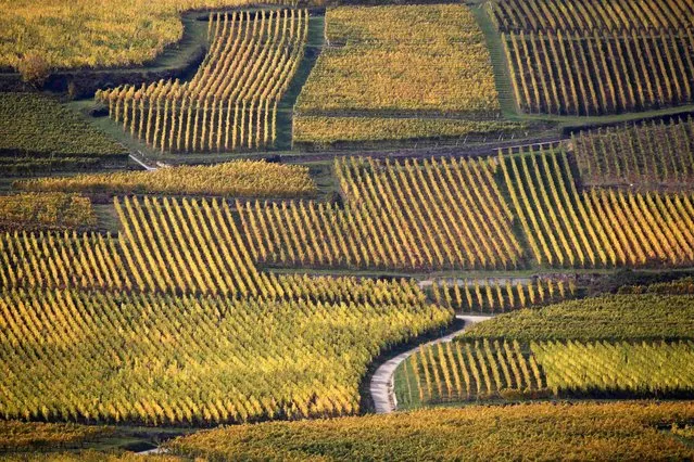 Vineyards display autumn colors to mark the change of seasons in Orschwihr in the Alsace region of France, October 12, 2015. (Photo by Jacky Naegelen/Reuters)