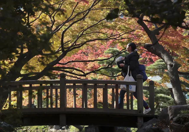 In this November 21, 2017, file photo, a visitor walks under the colorful autumn leaves in Hibiya park in Tokyo. The public park is located in the heart of the capital. (Photo by Shizuo Kambayashi/AP Photo)