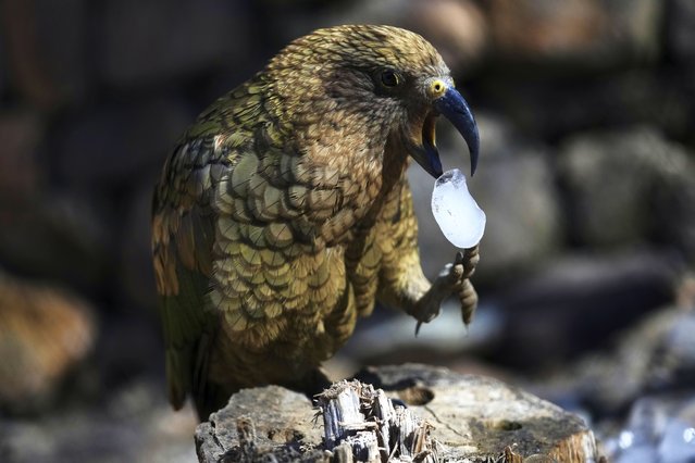 A kea parrot drops an ice cube that was brought to its enclosure on a hot and sunny day at the Zoo in Prague, Czech Republic, Tuesday, July 1, 2025. (Photo by Petr David Josek/AP Photo)