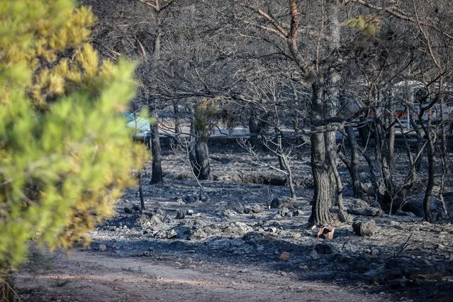 A view of burnt area of the forestland after the fire is taken under control in Ayvalik district of Balikesir, Turkey on September 20, 2020. (Photo by Sergen Sezgin/Anadolu Agency via Getty Images)