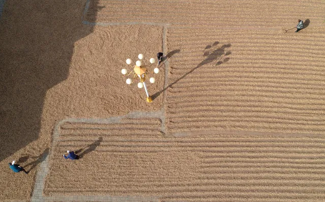 Aerial view of farmers working to dry peanuts at Longjiapu town on October 10, 2020 in Zhangjiakou, Hebei Province of China. (Photo by Chen Xiaodong/VCG via Getty Images)