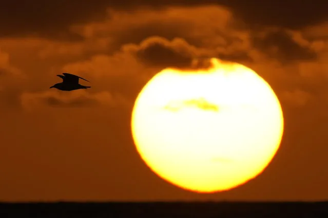 A seagull flies past the sun as it rises above the Atlantic Ocean, Tuesday, January 31, 2023, in Surfside, Fla. (Photo by Wilfredo Lee/AP Photo)