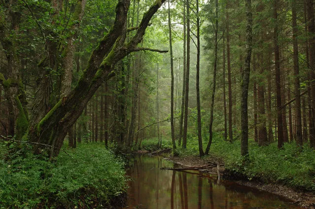 Tarvasjõgi at Kõrvemaa Nature Park in Estonia. (Photo by Ireen Trummer)