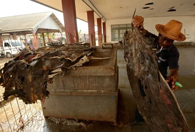 This picture taken on November 7, 2014 shows a man holding dry shark skin up for students from Singapore to see as they visit a traditional market in Tanjung Luar in Lombok, West Nusa Teggara. (Photo by Sonny Tumbelaka/AFP Photo)