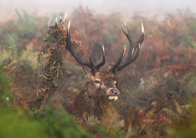 A deer moves through undergrowth as the annual rutting season begins on a foggy autumn morning in Richmond Park, London, Britain, on September 29, 2025. (Photo by Toby Melville/Reuters)