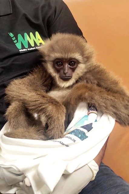 This handout picture taken and released by Customs Mumbai International Airport on October 30, 2025, shows a silvery gibbon as it was seized from a checked baggage of a passenger travelling from Malaysia via Thailand, at Mumbai International Airport. Indian customs officers have arrested a passenger after discovering two endangered gibbons stuffed inside a checked bag, the latest animals seized from smugglers, enough to make up a zoo. One of the tiny apes from Indonesia was dead, while the other, in a video shared by Indian Customs, was seen cradled in the arms of an officer, softly hooting before covering its face with its arm. (Photo by Handout/Customs Mumbai International Airport/AFP Photo)