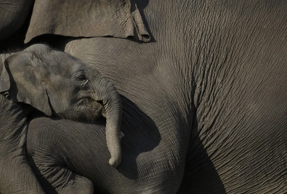 Simply Some Photos: Baby Elephant