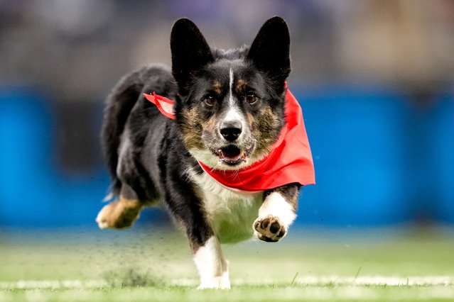 A corgi races during the Corgi Cup during halftime between the game between the Detroit Lions and New York Giants at Ford Field on November 23, 2025 in Detroit, Michigan. (Photo by Nic Antaya/Getty Images)