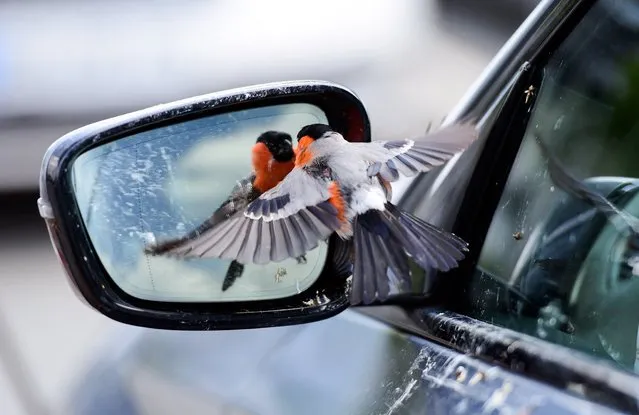 A bullfinch bird sees himself in the mirror of a car in Rheda-Wiedenbrueck on June 19, 2020. (Photo by Ina Fassbender/AFP Photo)
