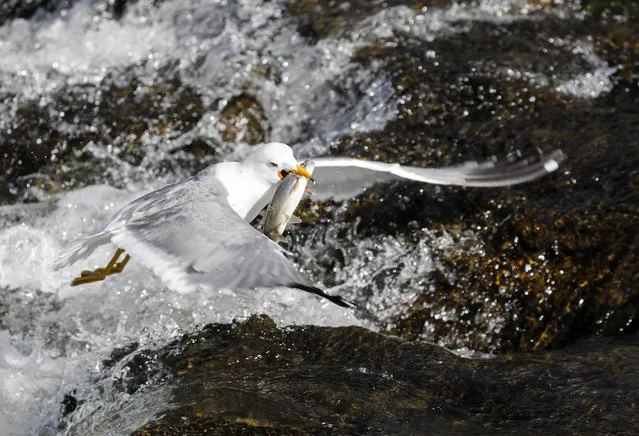 A seagull catches a pearl mullet at Lake Van on May 02, 2023 in Van, Turkiye. Pearl mullets living in Lake Van migrate to fresh waters by swimming against the flow of water to breed between April 15 and July 15 every year. (Photo by Necmettin Karaca/Anadolu Agency via Getty Images)