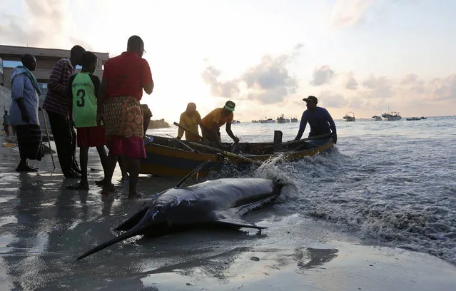 Somali fishermen offload a fish from a boat on the shores of the Indian Ocean on Liido beach, in Mogadishu, Somalia November 4, 2016. (Photo by Feisal Omar/Reuters)