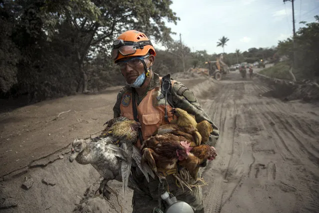 A rescue worker carries a flock of farm birds rescued from homes destroyed by the Volcan de Fuego, or “Volcano of Fire”, eruption, in El Rodeo, Guatemala, Wednesday, June 6, 2018. Rescuers were concerned about possible dangers posed not only by more volcanic flows but also rain. Authorities have said the window is closing on the chances of finding anyone else alive in the devastation. (Photo by Rodrigo Abd/AP Photo)