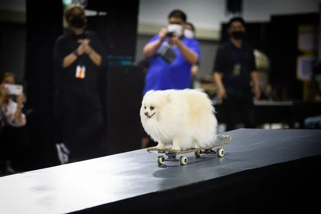A dog takes part in a skateboarding competition during Pet Expo Thailand on May 07, 2023 in Bangkok, Thailand. Dogs take part in a skateboarding competition at Pet Expo Thailand, a four day exhibition held at the Queen Sirikit National Convention Center. Dogs were judged on form and agility and separated into novice and experienced categories. Placing first place in the novice category was Mui and first in the experienced category was Suradej. Both house pets and exotic animals were featured at the expo, with visitors and their pets able to interact with them. (Photo by Lauren DeCicca/Getty Images)